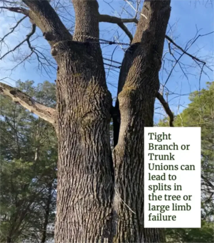 How do I know if my tree is safe?