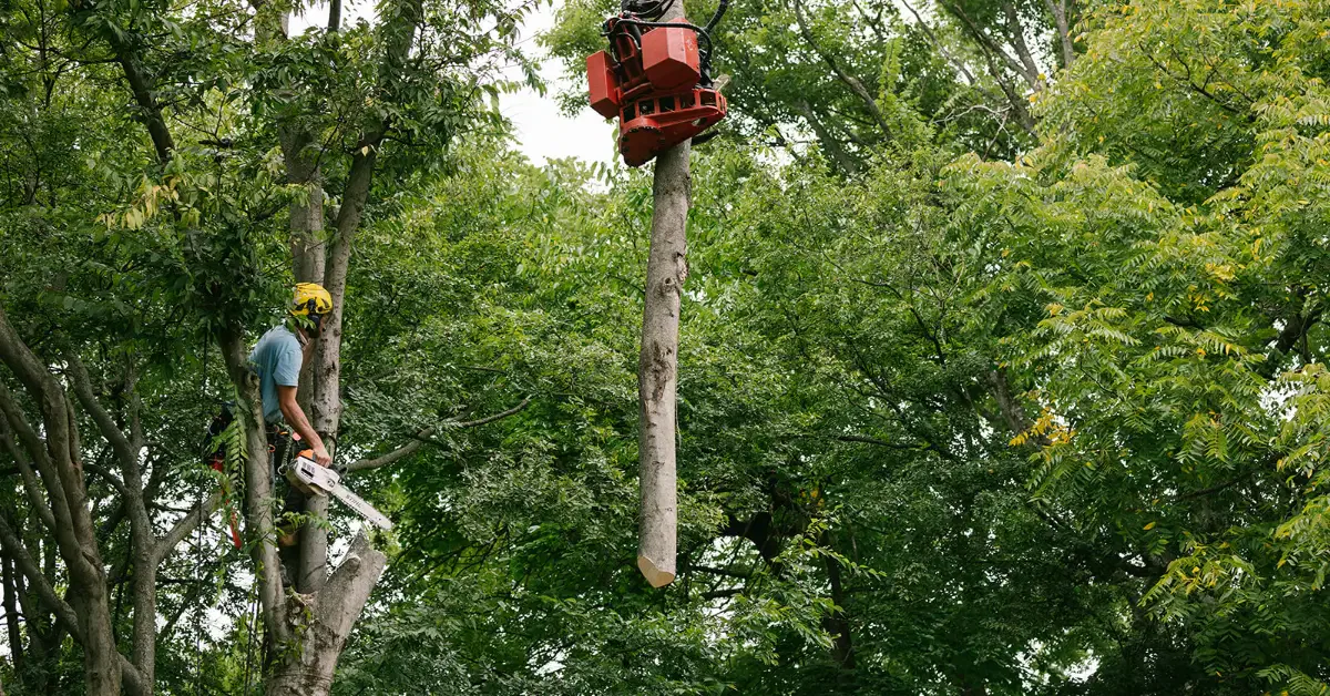 Tree Removal