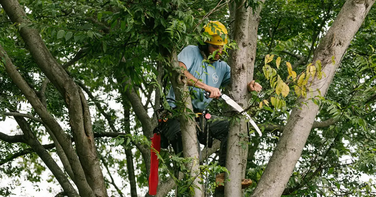 Professional Tree Pruning & Trimming