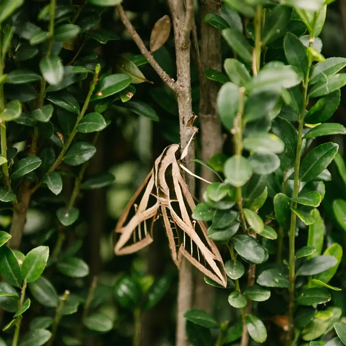 Emerald Ash Borer Facts