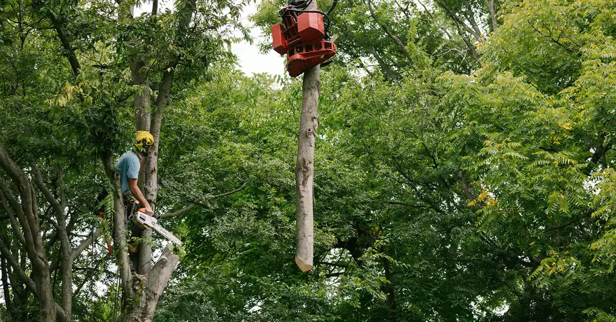 Tree Removal