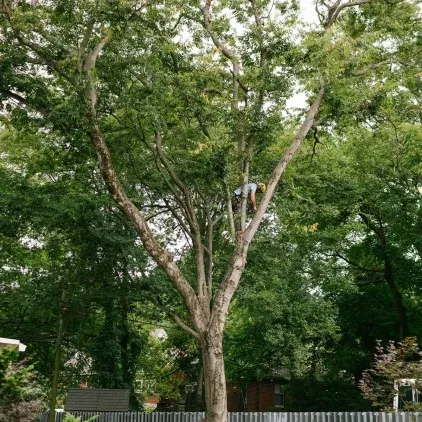 Is My Tree Safe?