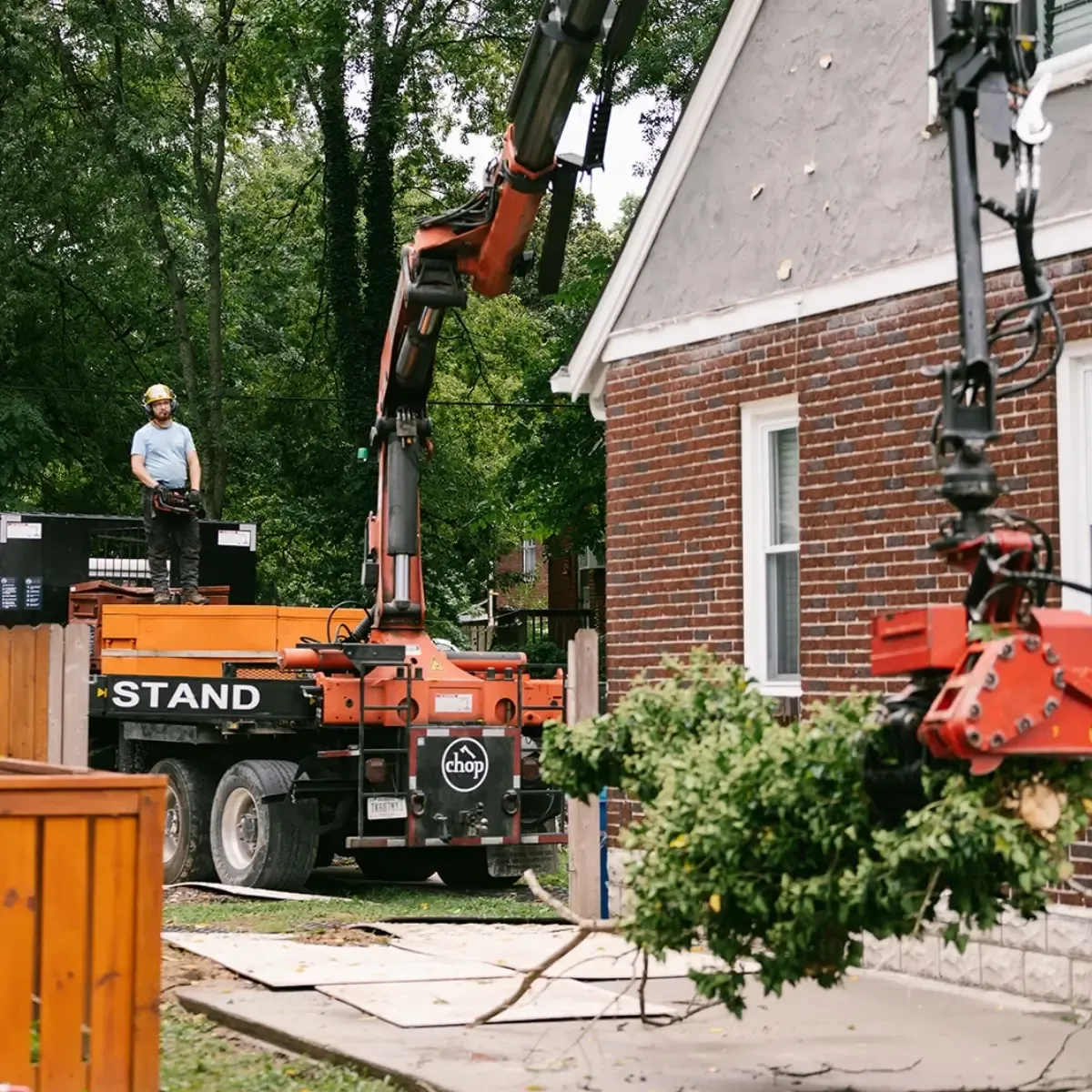 What Tree Should I Plant?