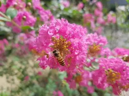 Crape Myrtle, Various Varieties