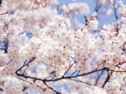 Cherry "Yoshino"