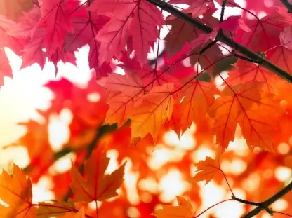 Red Maple "Autumn Glory"