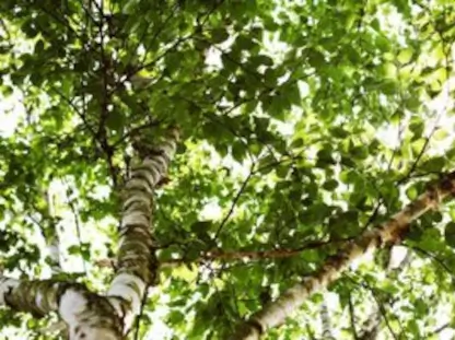River Birch "Dura Heat"